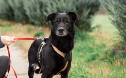 Bezaubernde Ebony sucht Familienanschluss