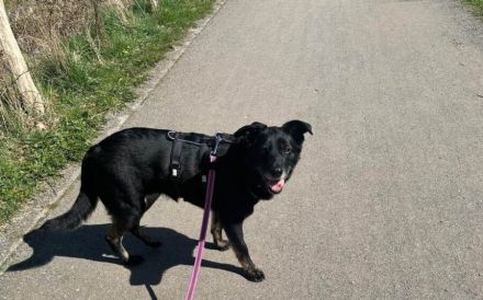 Bezaubernde Ebony sucht Familienanschluss
