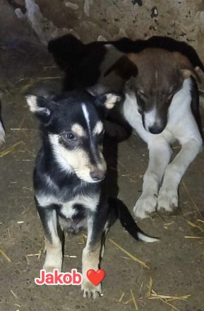 Jakob – Ein kleiner Schatz auf der Suche nach seinem Glück!