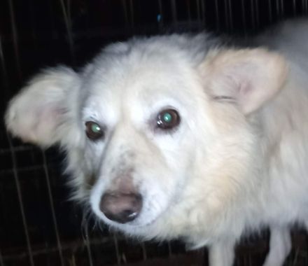 Jamie – der tapfere weiße Junge sucht sein Für-immer-Zuhause!