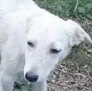 Möchtest du Jeanine ein Zuhause für immer schenken?