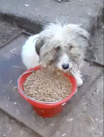 Jessy – eine Seele von Hund sucht ihr Glück!