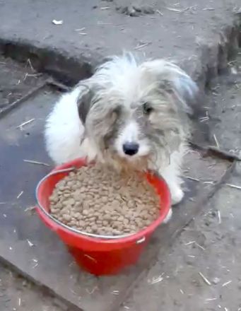 Jessy – eine Seele von Hund sucht ihr Glück!