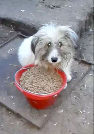 Jessy – eine Seele von Hund sucht ihr Glück!