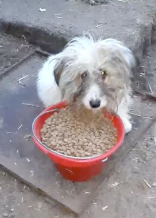 Jessy – eine Seele von Hund sucht ihr Glück!