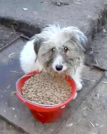 Jessy – eine Seele von Hund sucht ihr Glück!