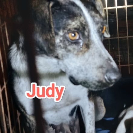 Wer interessiert sich für Judy?