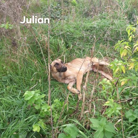 Wessen Herz erobert Julian?