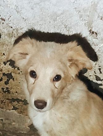 Junior sucht ein Zuhause – ein Herz voller Hoffnung.