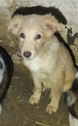 Junior sucht ein Zuhause – ein Herz voller Hoffnung.