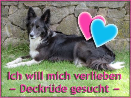 Suche Border Collie Deckrüde
