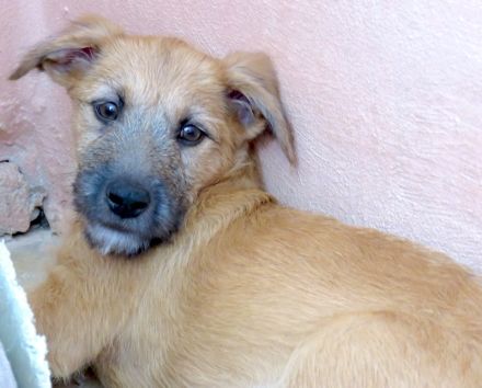 Polly, Patsy 2, Percy und Piper 3 (Terrier-Mischlinge)