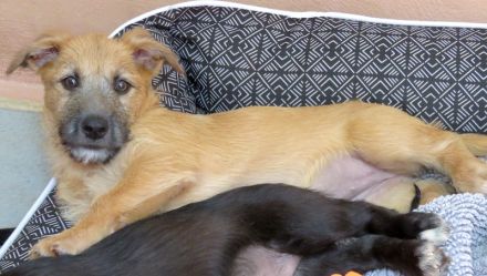 Polly, Patsy 2, Percy und Piper 3 (Terrier-Mischlinge)