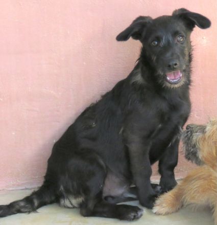 Polly, Patsy 2, Percy und Piper 3 (Terrier-Mischlinge)