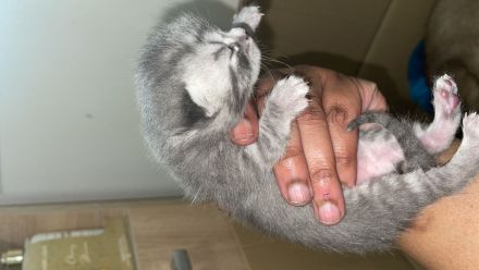 BKH in Blau  schwarz un wiskas Allergiker