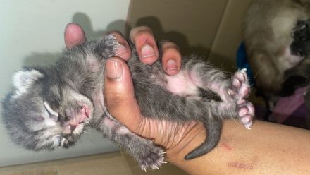 BKH in Blau  schwarz un wiskas Allergiker