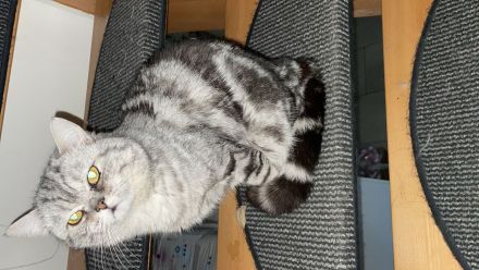 BKH in Blau  schwarz un wiskas Allergiker