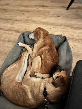 Umar, zu Pflege in 65346 Eltville am Rhein (Mischling)