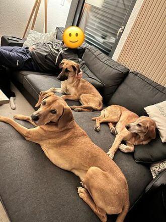 Umar, zu Pflege in 65346 Eltville am Rhein (Mischling)