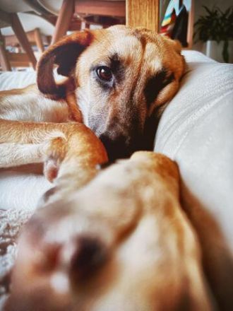 Umar, zu Pflege in 65346 Eltville am Rhein (Mischling)