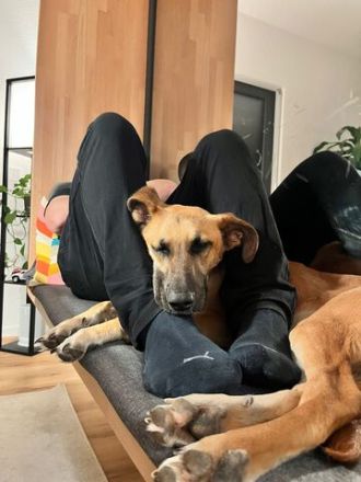Umar, zu Pflege in 65346 Eltville am Rhein (Mischling)