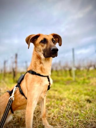 Umar, zu Pflege in 65346 Eltville am Rhein (Mischling)