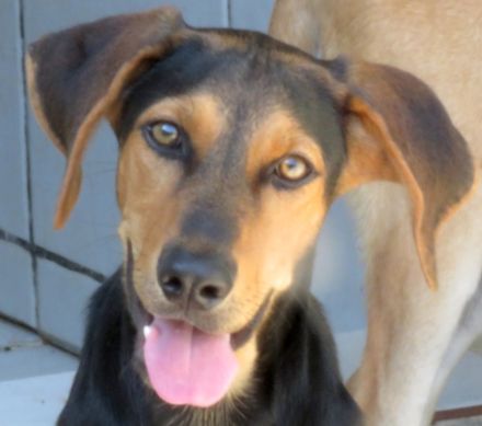 Ucky, Udo, Uwe, Umar, Urmeli, Ulf und Urs (Mischlinge)