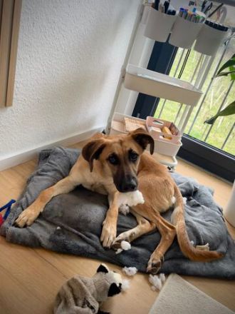 Umar, zu Pflege in 65346 Eltville am Rhein (Mischling)