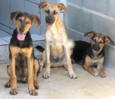 Ucky, Udo, Uwe, Umar, Urmeli, Ulf und Urs (Mischlinge)