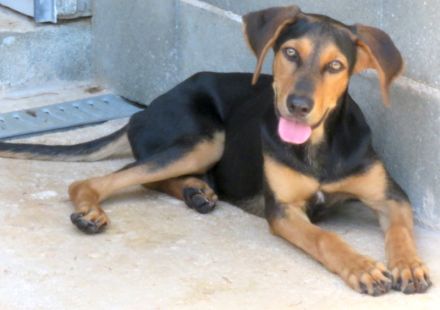 Ucky, Udo, Uwe, Umar, Urmeli, Ulf und Urs (Mischlinge)