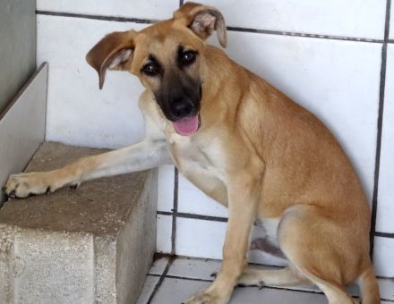 Ucky, Udo, Uwe, Umar, Urmeli, Ulf und Urs (Mischlinge)