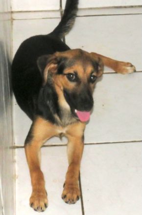 Ucky, Udo, Uwe, Umar, Urmeli, Ulf und Urs (Mischlinge)