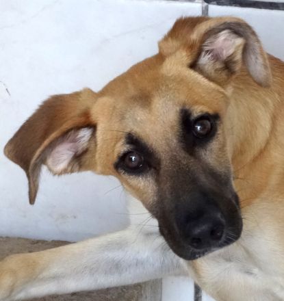 Ucky, Udo, Uwe, Umar, Urmeli, Ulf und Urs (Mischlinge)