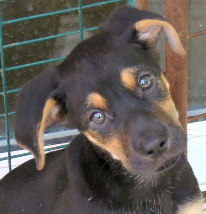 Ucky, Udo, Uwe, Umar, Urmeli, Ulf und Urs (Mischlinge)