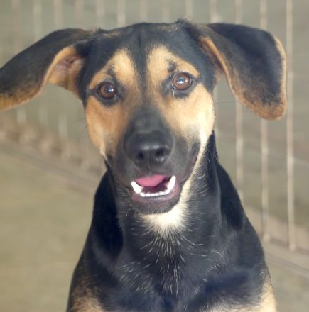 Ucky, Udo, Uwe, Umar, Urmeli, Ulf und Urs (Mischlinge)