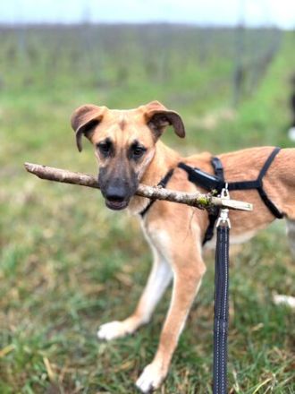 Umar, zu Pflege in 65346 Eltville am Rhein (Mischling)