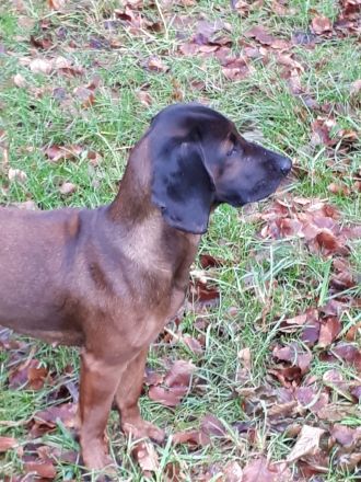 bayerischer gebirgsschweißhund, Wurfankündigung