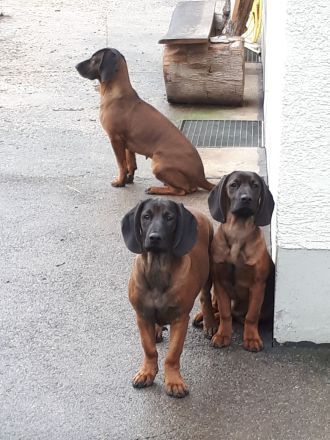 bayerischer gebirgsschweißhund, Wurfankündigung