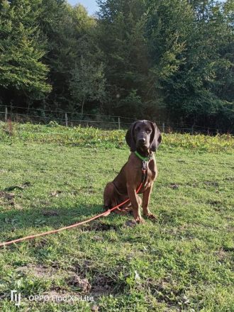 bayerischer gebirgsschweißhund, Wurfankündigung