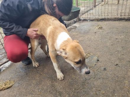 Bonnie liebe, etwas schüchterne Junghündin, die Kontakt braucht, 6 Monate, 48 cm (wachsend)