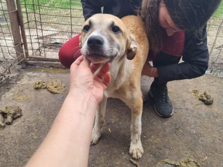 Bonnie liebe, etwas schüchterne Junghündin, die Kontakt braucht, 6 Monate, 48 cm (wachsend)