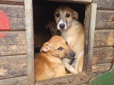 Bonnie liebe, etwas schüchterne Junghündin, die Kontakt braucht, 6 Monate, 48 cm (wachsend)