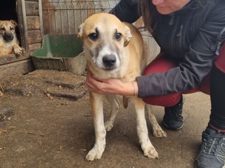 Bonnie liebe, etwas schüchterne Junghündin, die Kontakt braucht, 6 Monate, 48 cm (wachsend)