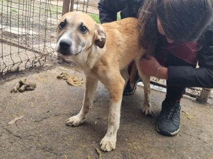 Bonnie liebe, etwas schüchterne Junghündin, die Kontakt braucht, 6 Monate, 48 cm (wachsend)