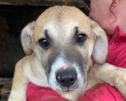 Bonnie liebe, etwas schüchterne Junghündin, die Kontakt braucht, 6 Monate, 48 cm (wachsend)