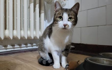 Shiva wartet sehnsüchtig auf ein Zuhause!