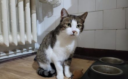 Shiva wartet sehnsüchtig auf ein Zuhause!