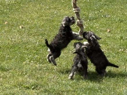 Zwergschnauzer pfeffersalz wunderschön direkt vom Züchter!!