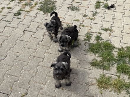 Zwergschnauzer pfeffersalz wunderschön direkt vom Züchter!!