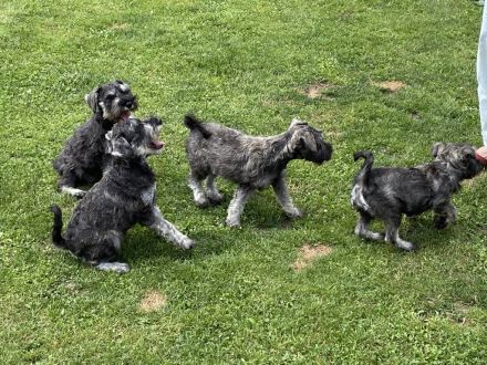 Zwergschnauzer pfeffersalz wunderschön direkt vom Züchter!!